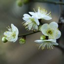 산 막 Daum카페