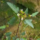 불암초등학교 이미지