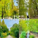 중부-현장-중부-366 | 경북 경주 단풍 여행 천년숲정원