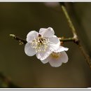 안산 식물원 이미지