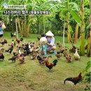 커피농장의하루 | 나트랑 알마리조트 디스커버리캠프. 키즈 프렌들리 아이랑 동물농장 체험 리얼후기