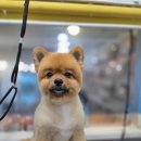 까까몽 애견미용실 이미지