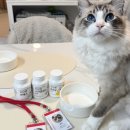 pet60무4679 | 리브펫 고양이 강아지 영양제 브랜드 반려동물 건강