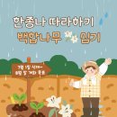 한종나 따라하기 백합나무 심다 이미지