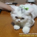 페르시안