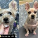 쇼미더펫 이미지