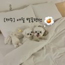 애월 별스테이 이미지