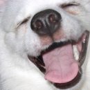 웃는강아지 이미지