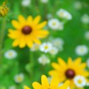 꽃등심삼겹살 이미지