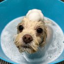 댕곤댕곤 이미지