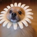 우리집 강아지 이미지