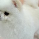 러블리댕 이미지