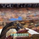 황금조개튼튼장어 이미지