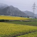 안개길 | 추석연휴 가볼만한 여행지 &#34;비 오는 임원항 안개낀 태백산길&#34; 여행 후기