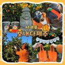 보내다제주 | [제주] 11월 감귤 체험 보내다제주 내돈내산 후기 I 무료 소품 대여 I 감성 포토존, 주차, 예약