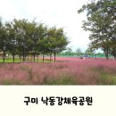 낙동강자전거길2L | 대구 근교 아이랑 가볼만한곳, 구미 핑크뮬리 낙동강체육공원