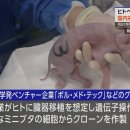 2월 15일 목-인체 장기의식을 위한 클론 돼지 탄생 이미지