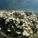 백운포로 이미지