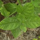 팔공건강원 | 백미 [白微] (아마존)