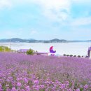 반월도퍼플펜션 이미지