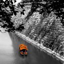 일편단심 민들레 이미지