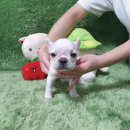 광주강아지분양 고양이분양 펫왕국 이미지