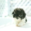 토이파티 이미지