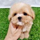 퍼피댕 강아지분양 안심분양소 광명점 말티푸 미니비숑 토이푸들 | 광명강아지입양후기, 우리 가족에게 온 행복 이야기