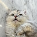 길고양이 마을(카스카) 네이버블로그
