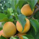 초아농원 이미지