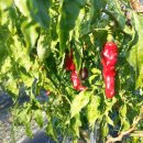 동제농장 이미지