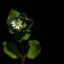 별꽃 (Stellaria media, Chickweed) 이미지