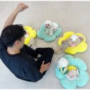 부산애견호텔 애견유치원 맘바이 부산북구점 이미지