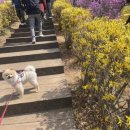 동산애견 이미지