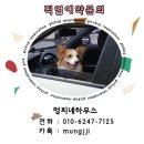 멍찌애견유치원 | 잠실애견호텔 애견유치원 가루,미르,아리,금순이,굳센,레오 픽업 가능한 멍찌네하우스