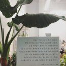 남국의파초 이미지