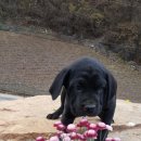 꽃보다 강쥐 이미지