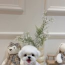 퍼피빌리지 이미지