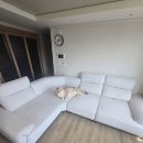 이층집고양이 | [포항 소파 청소] 고양이와 함께 사는 집, 깨끗해도 세탁이 필요한 이유