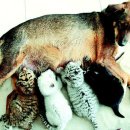 호랑이형제 이미지