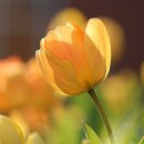 마도파정 복제약, 삼일제약 &#39;원도파정&#39; 국내 품목허가 소식 이미지