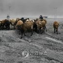 농장 이미지