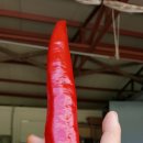 산호수농장 이미지