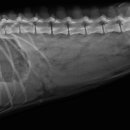 세진동물병원 이미지