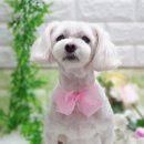 복돌이애견 이미지