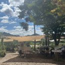 나무들의 수다 이미지