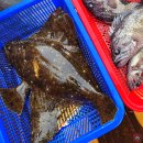 섬어부밥상 | 서해 대광어 탐사출조 후기, 내만권 광어 조황 시작 (대광어는 2주 후 예상)