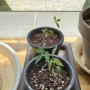 남천나무 씨앗 발아 성공 후기 : 과육 제거와 겨울철 휴면타파 꿀팁 🌱