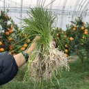 달래네 하우스 이미지