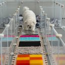 CFM애견유치원 이미지